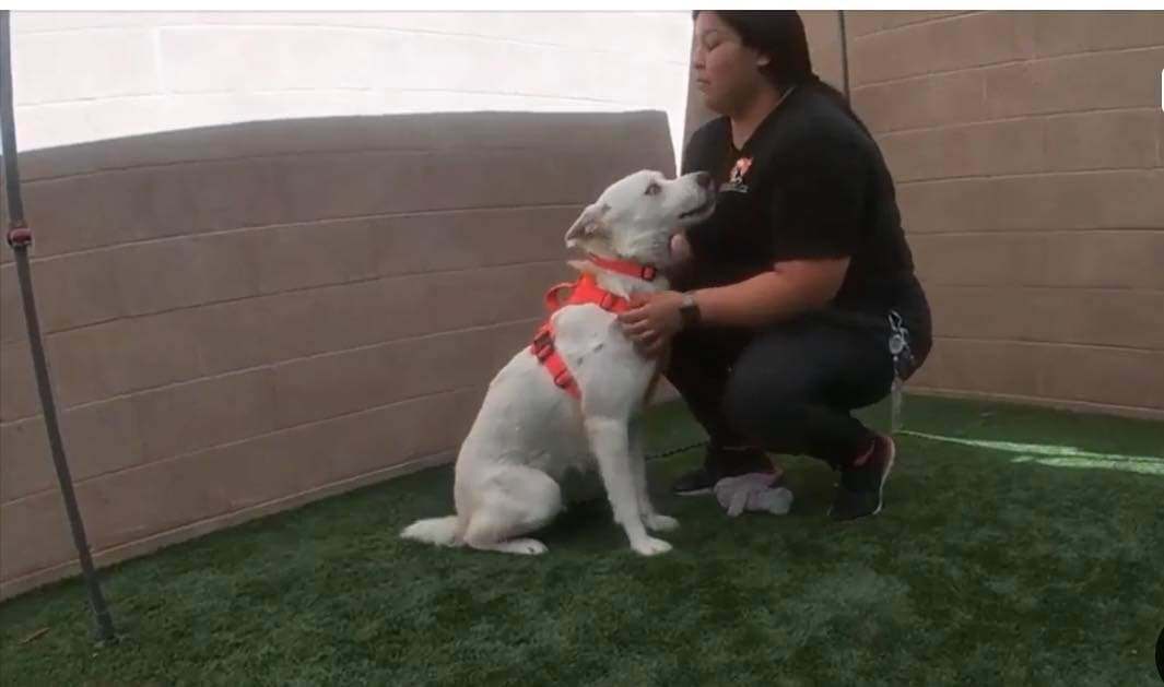 Enlarge Simon the Cool Husky, a Adoptable Husky in Manhattan Beach, CA image 1/10