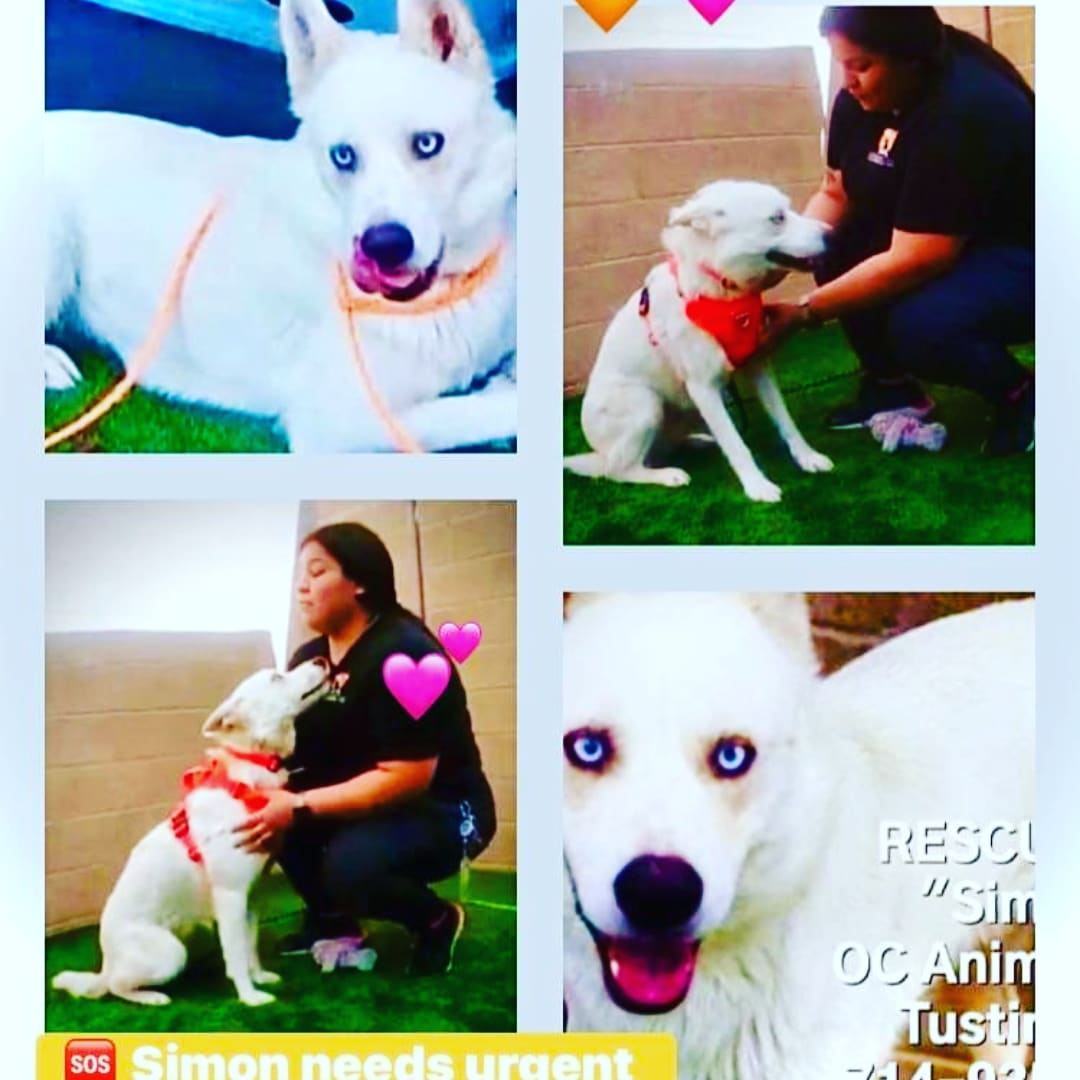 Enlarge Simon the Cool Husky, a Adoptable Husky in Manhattan Beach, CA image 2/10