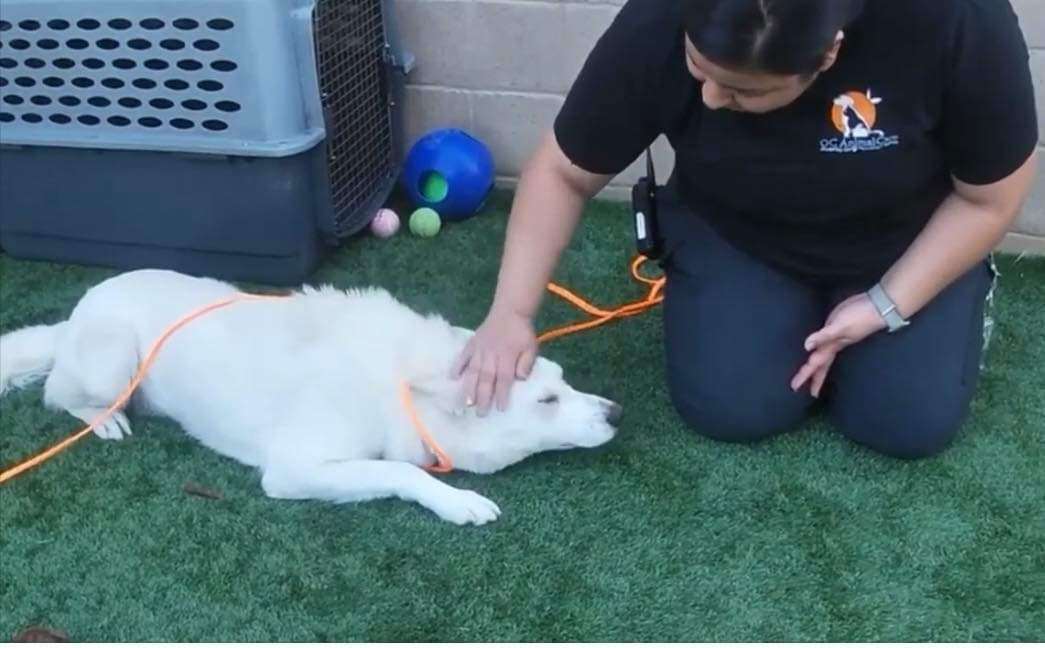 Simon the Cool Husky, Adoptable, Young Male Husky.