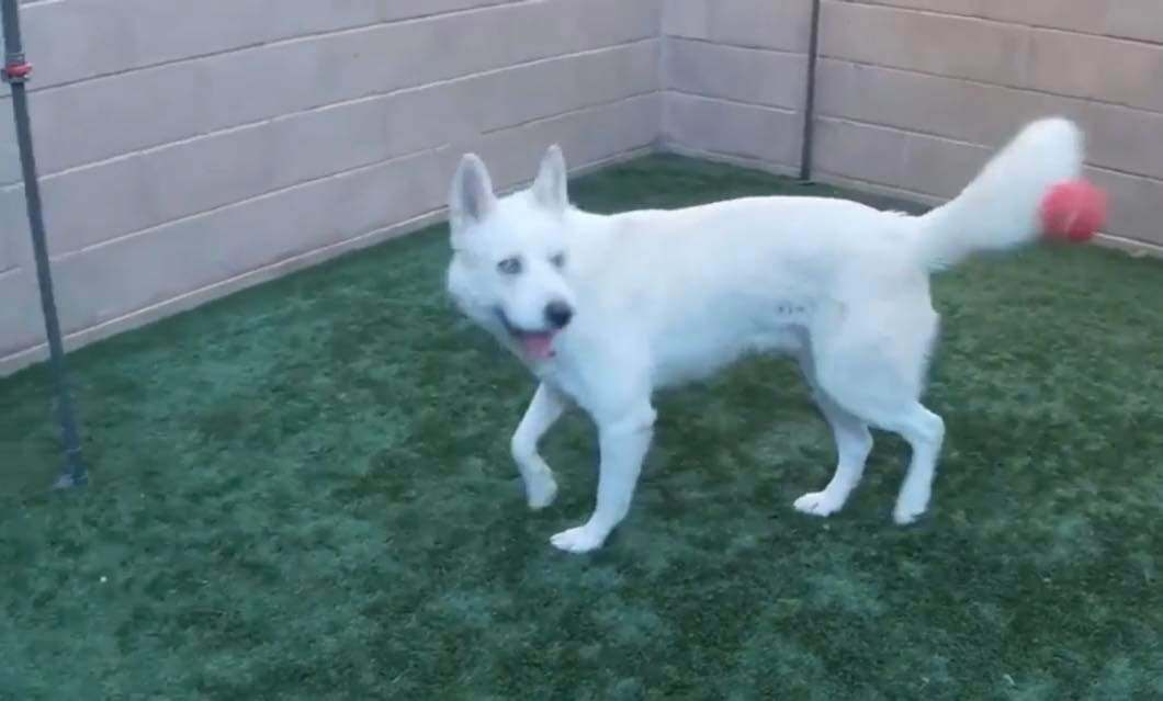 Simon the Cool Husky, Adoptable, Young Male Husky.