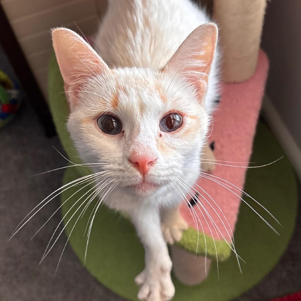 Enlarge Poppy, a Adoptable Domestic Short Hair in Nashville, IN image 1/1