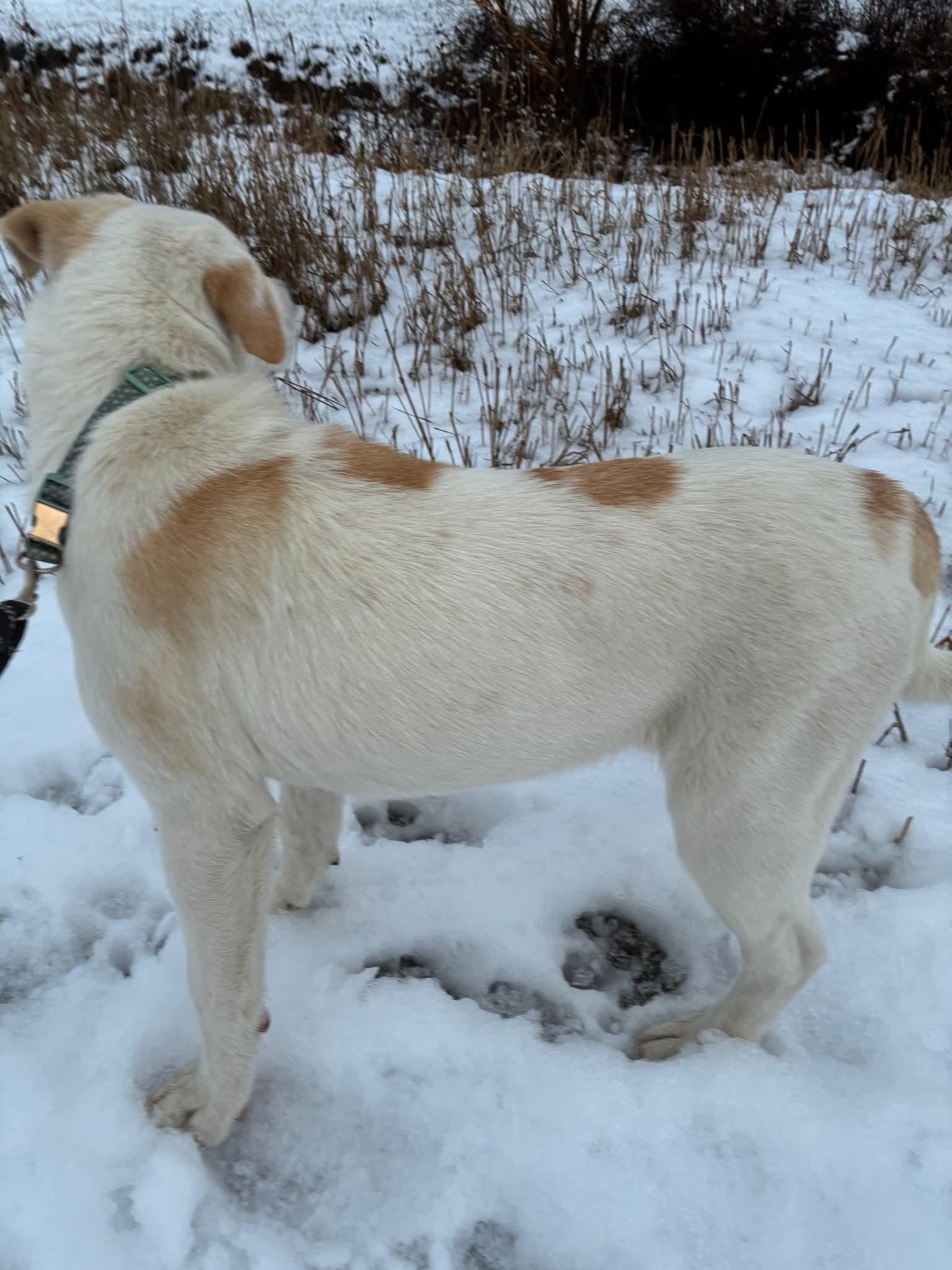 Lady, Adoptable, Young Female Great Pyrenees & Pit Bull Terrier.