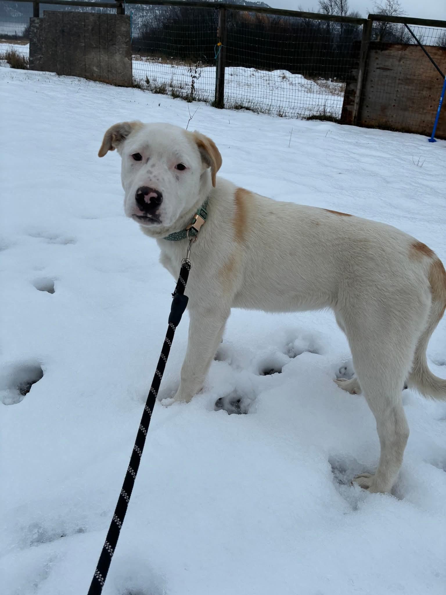 Enlarge Lady, a Adoptable mixed breed in Hamilton, MT image 2/3