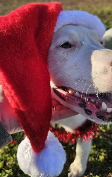 Enlarge Lady, a Adoptable mixed breed in Hamilton, MT image 3/3