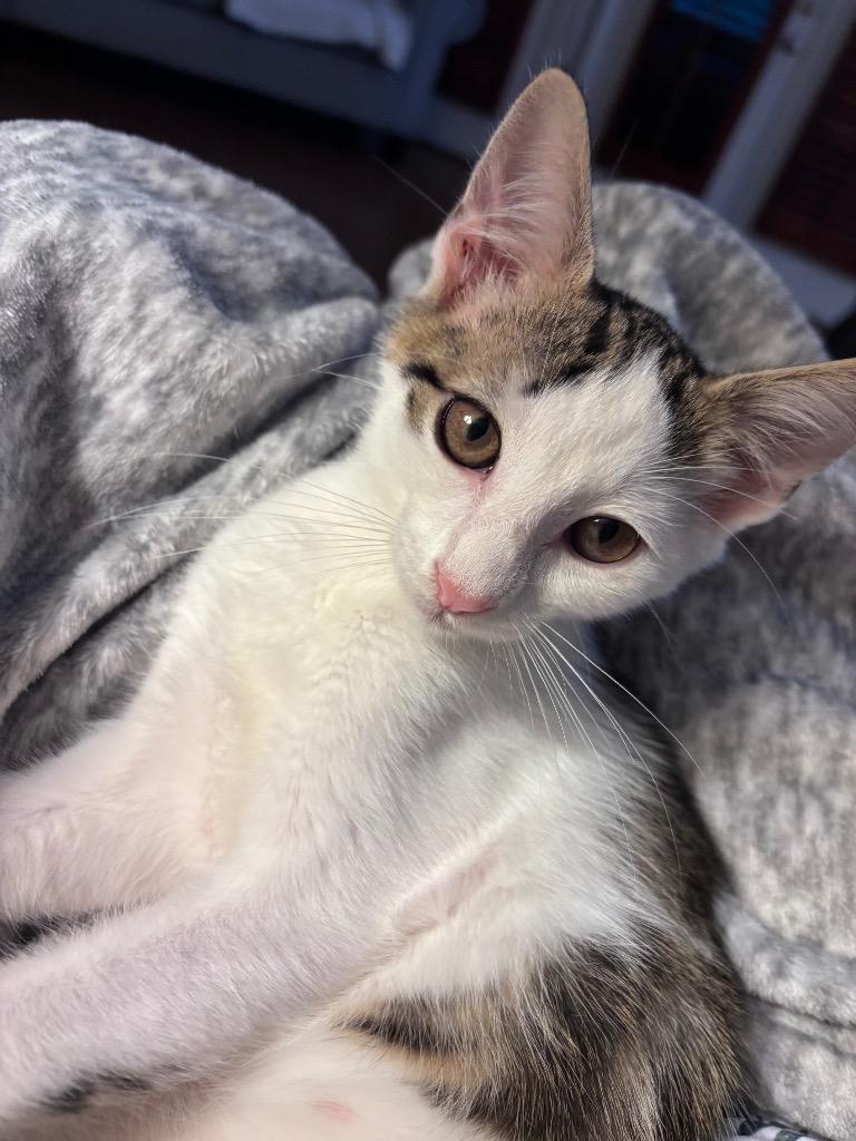 Enlarge Rook, a Adoptable mixed breed in Cumming, GA image 2/6