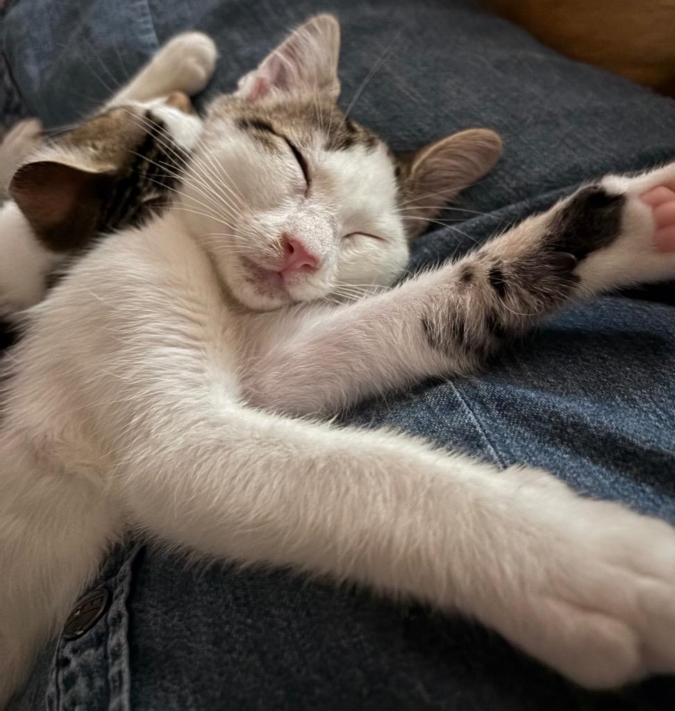 Rook, a Adoptable mixed breed in Cumming, GA image 1/6