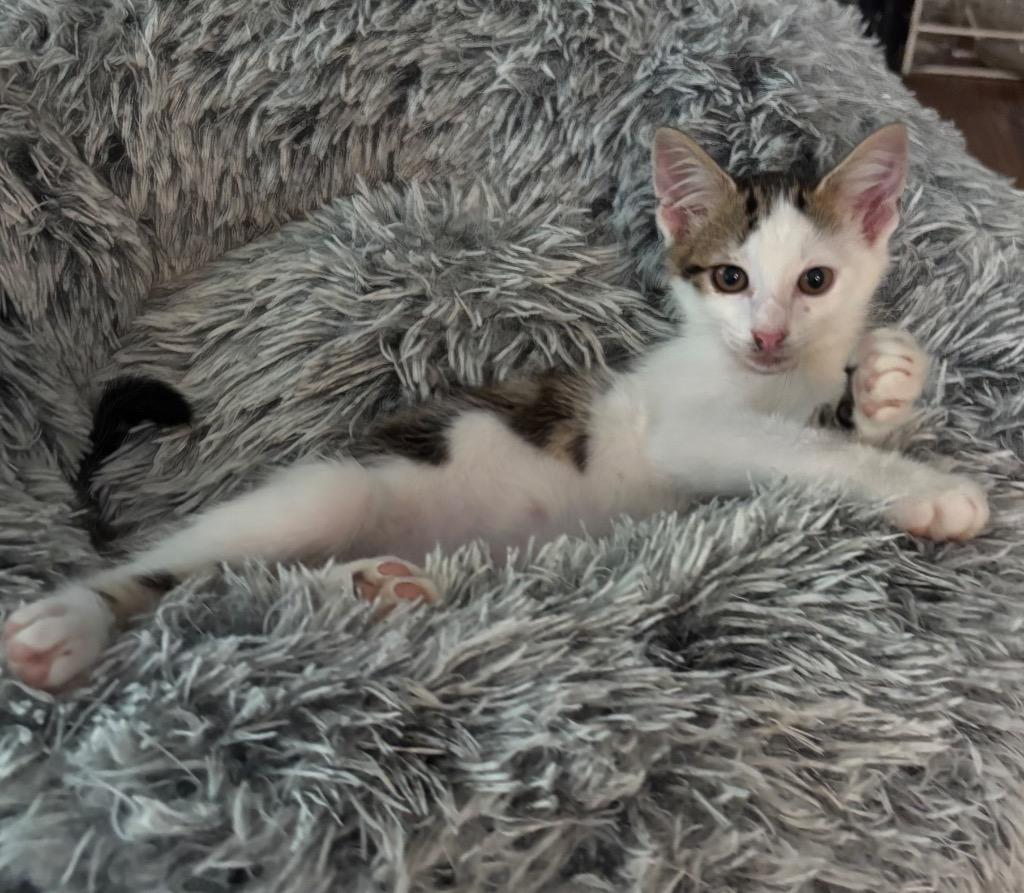 Rook, a Adoptable mixed breed in Cumming, GA image 4/6