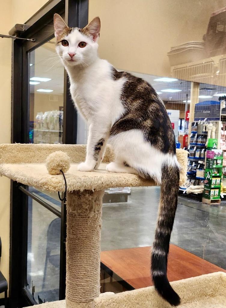 Enlarge Rook, a Adoptable mixed breed in Cumming, GA image 5/6