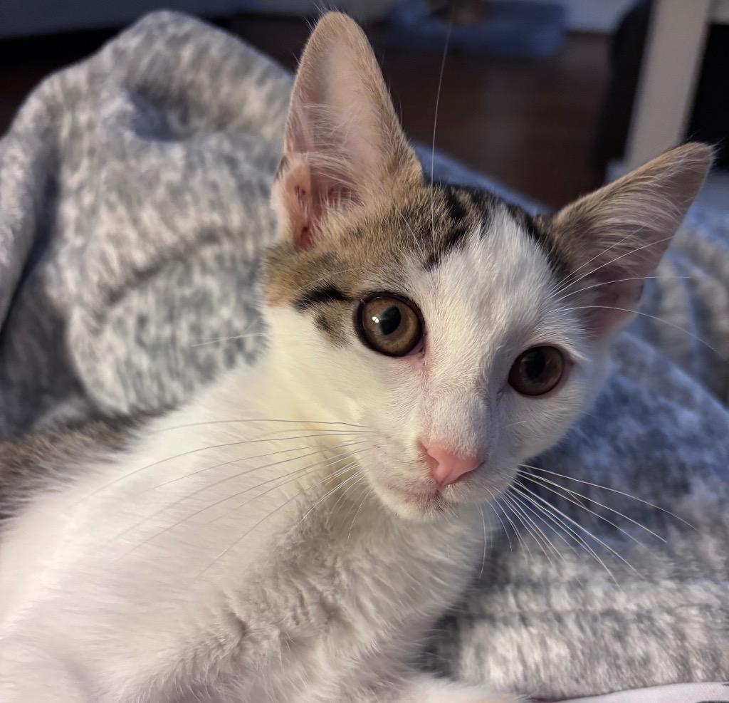 Rook, a Adoptable mixed breed in Cumming, GA image 5/6