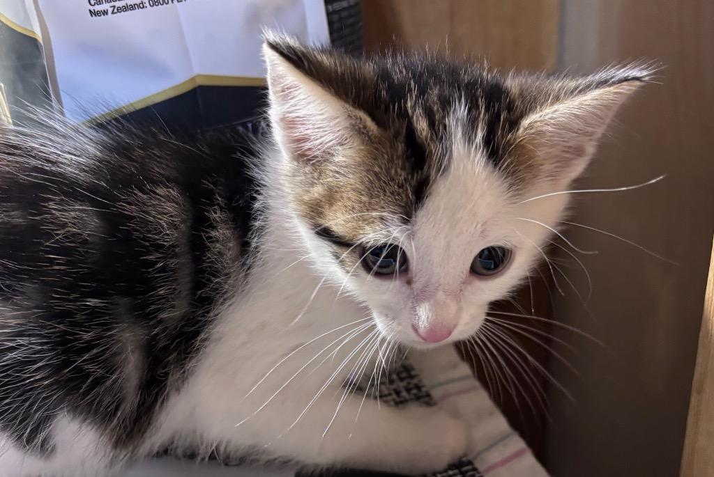 Rook, a Adoptable mixed breed in Cumming, GA image 6/6