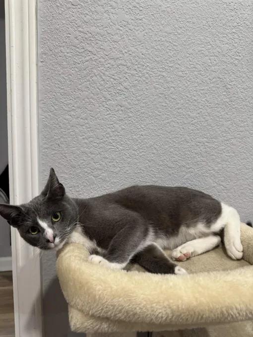 Enlarge Toby, an adopted mixed breed in Pearland, TX image 3/6