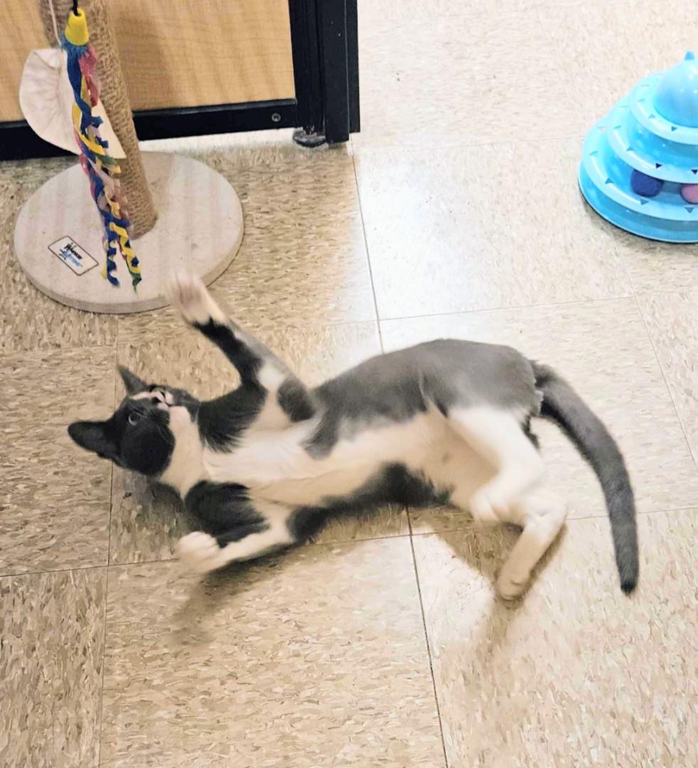 Enlarge Toby, an adopted mixed breed in Pearland, TX image 6/6