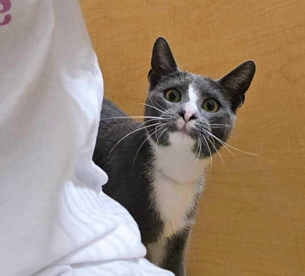 Toby, adopted, Young Male Domestic Short Hair & Tuxedo.