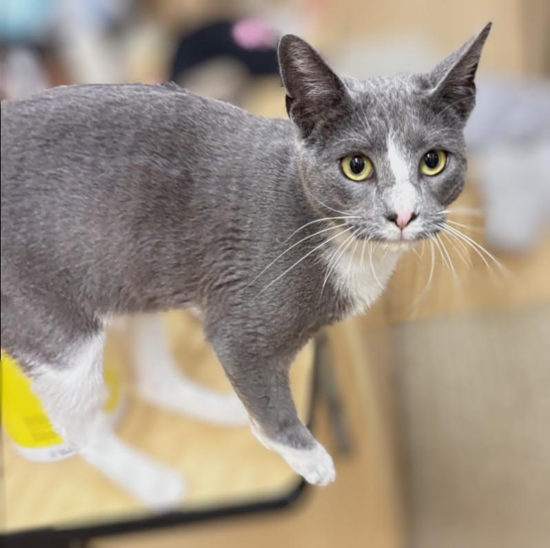 Enlarge Toby, an adopted mixed breed in Pearland, TX image 4/6