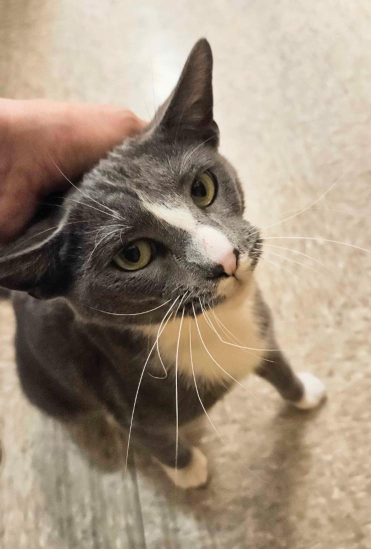 Enlarge Toby, an adopted mixed breed in Pearland, TX image 5/6