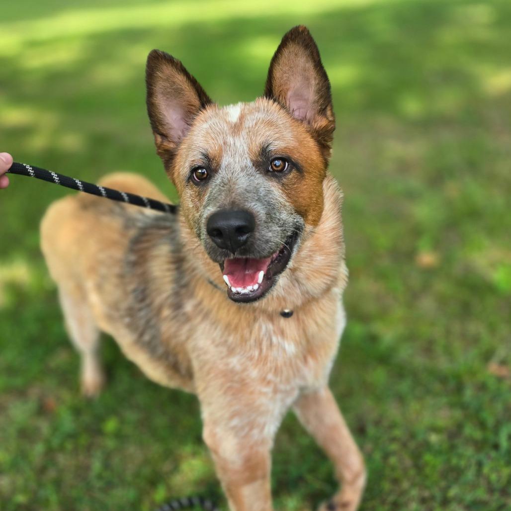 Rugby, Adoptable, Adult Male Cattle Dog.