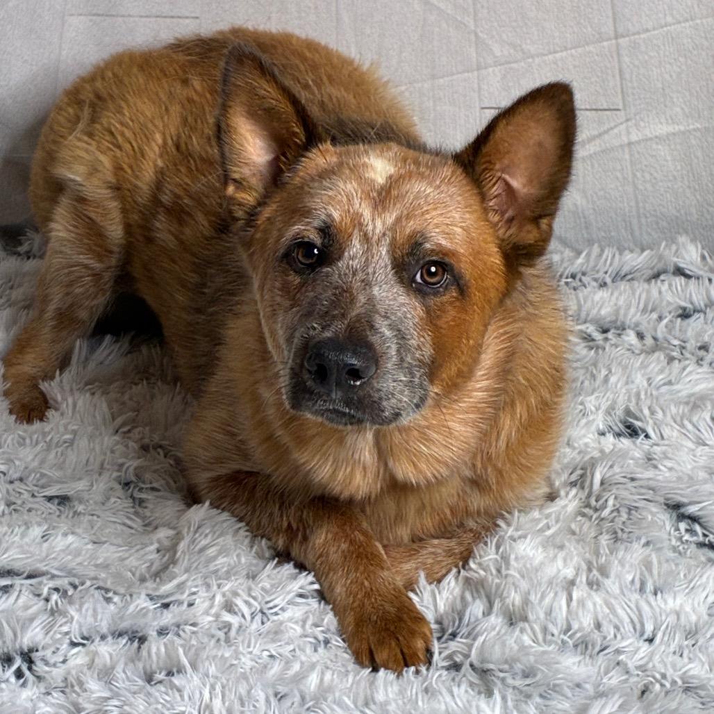 Enlarge Rugby, a Adoptable Cattle Dog in Huntsville, AL image 2/3