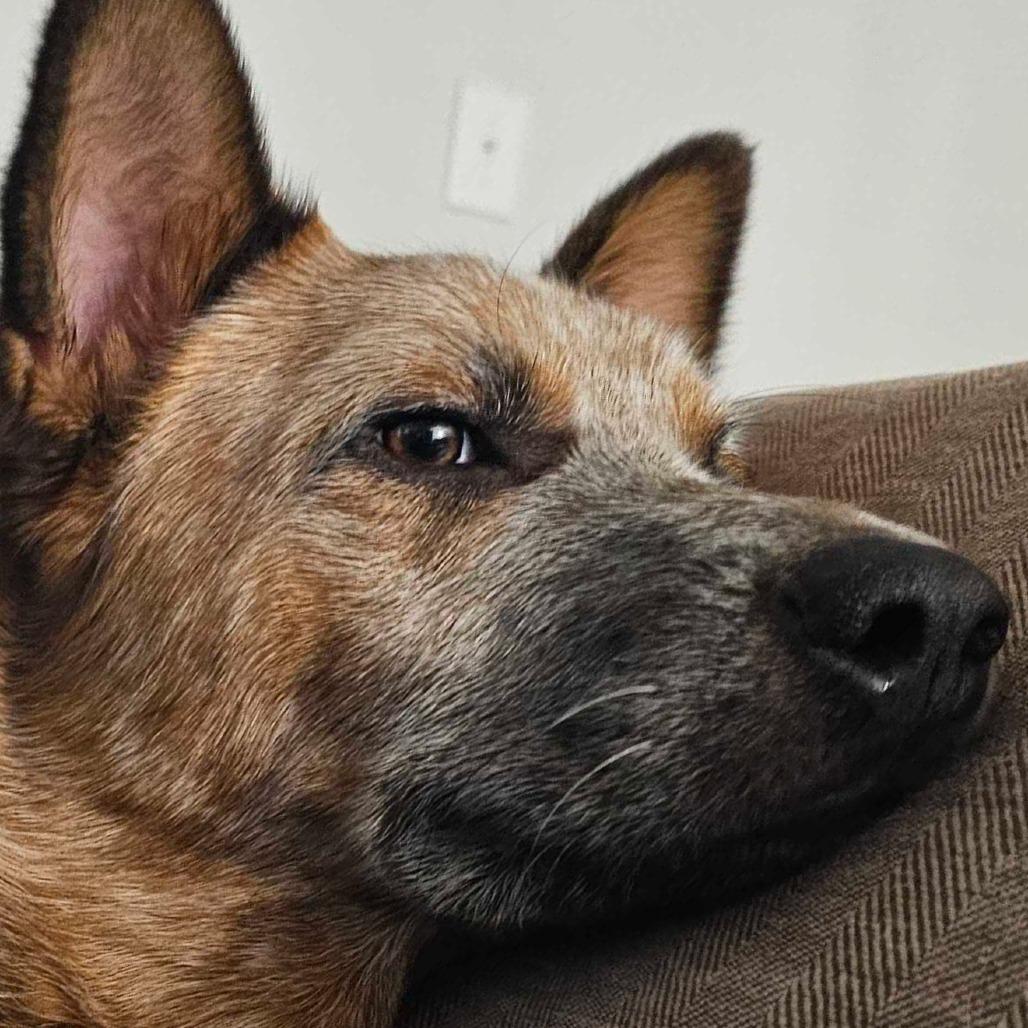 Enlarge Rugby, a Adoptable Cattle Dog in Huntsville, AL image 3/3