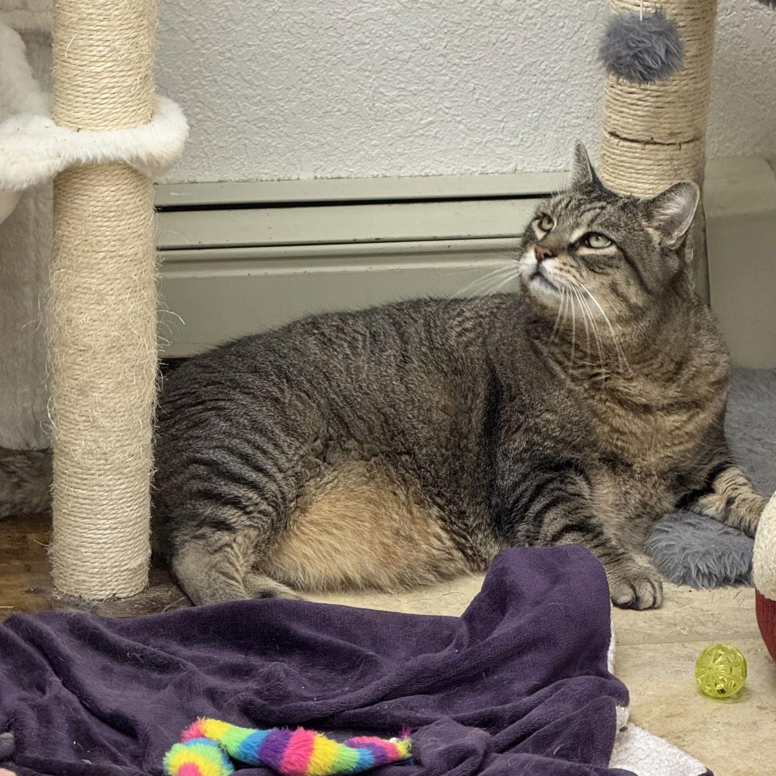 Gizmo, a Adoptable mixed breed in Winchendon, MA image 1/3