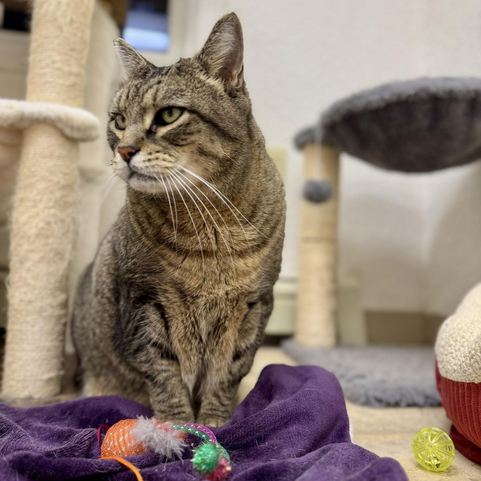 Gizmo, a Adoptable mixed breed in Winchendon, MA image 2/3