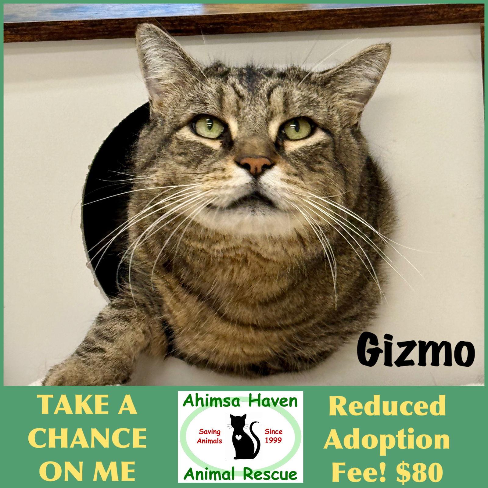 Gizmo, a Adoptable mixed breed in Winchendon, MA image 3/3