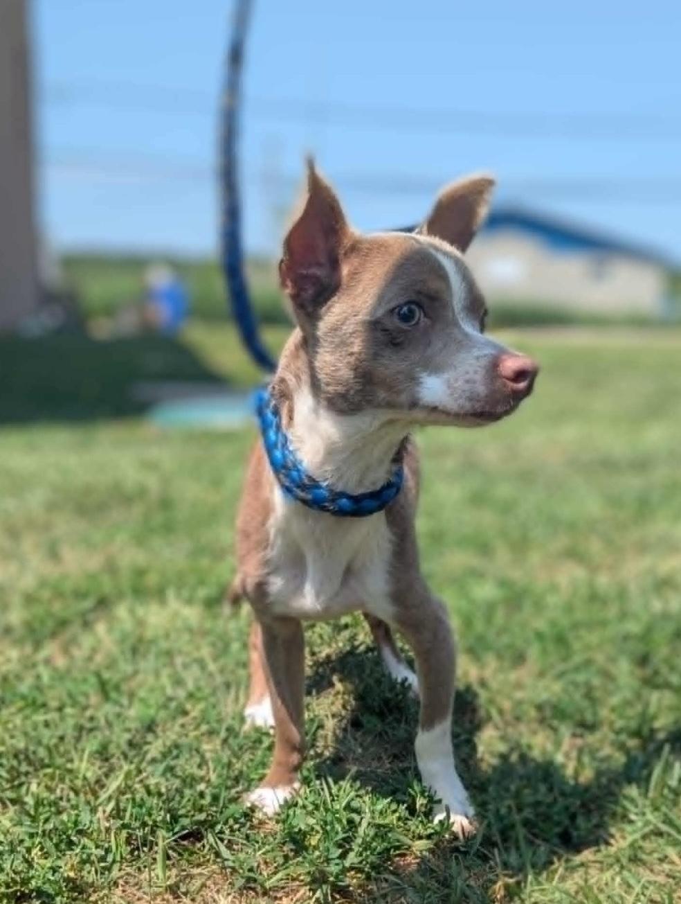 Smitty, Adopted, Young Male Chihuahua.