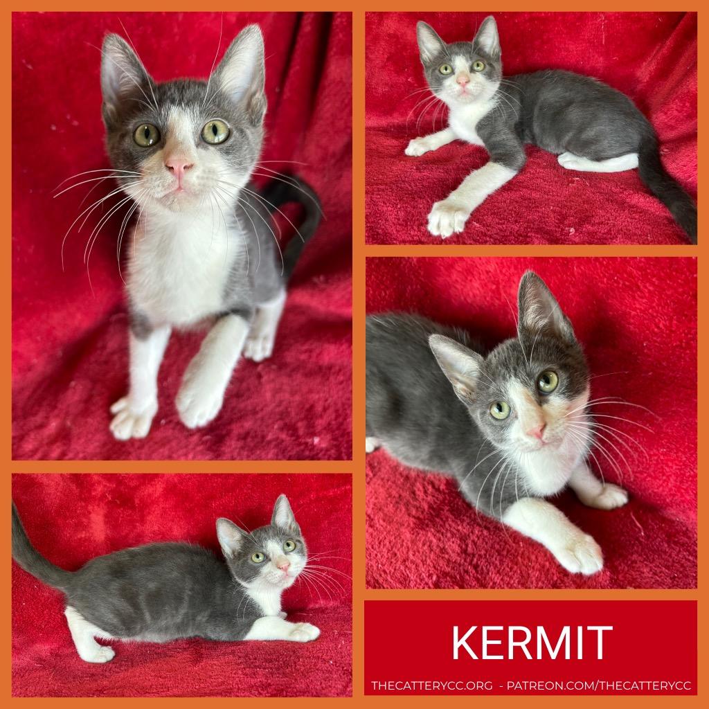 Kermit, Adoptable, Kitten Male Domestic Short Hair.