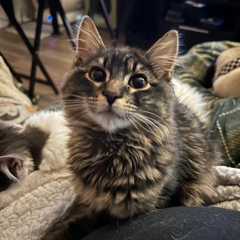 Enlarge Phoenix, a Adoptable Domestic Long Hair in Las Vegas, NV image 2/3