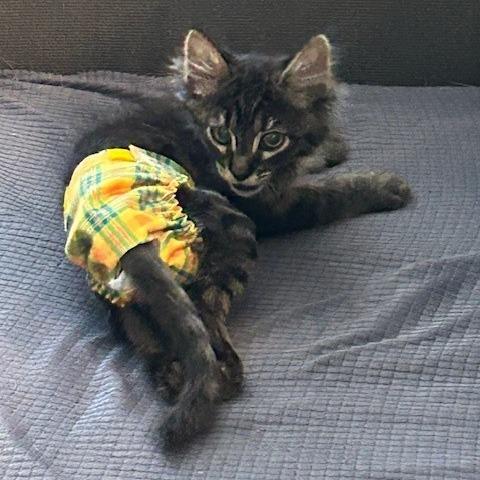 Enlarge Phoenix, a Adoptable Domestic Long Hair in Las Vegas, NV image 3/3