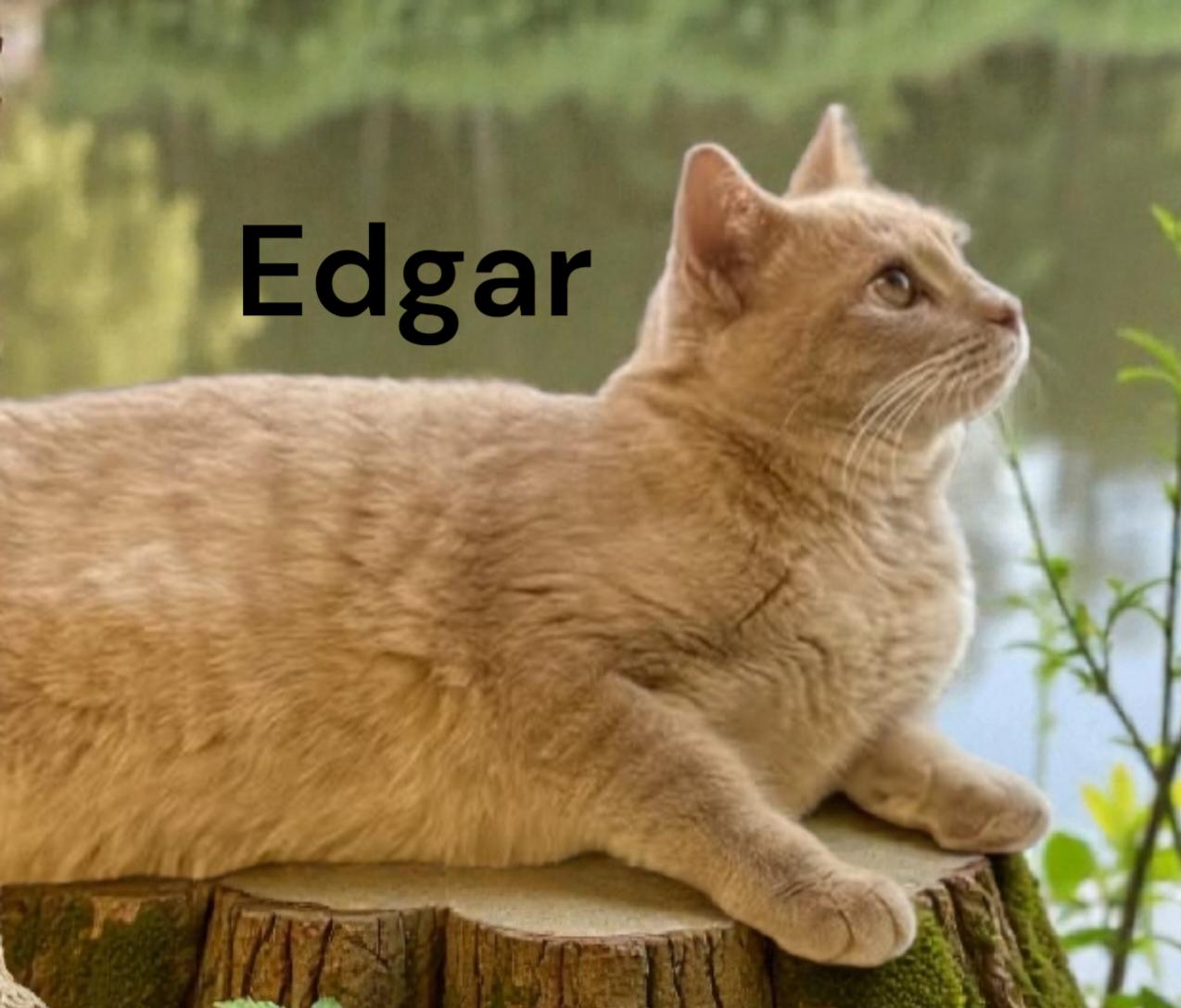 Edgar, Adoptable, Young Male Domestic Short Hair.