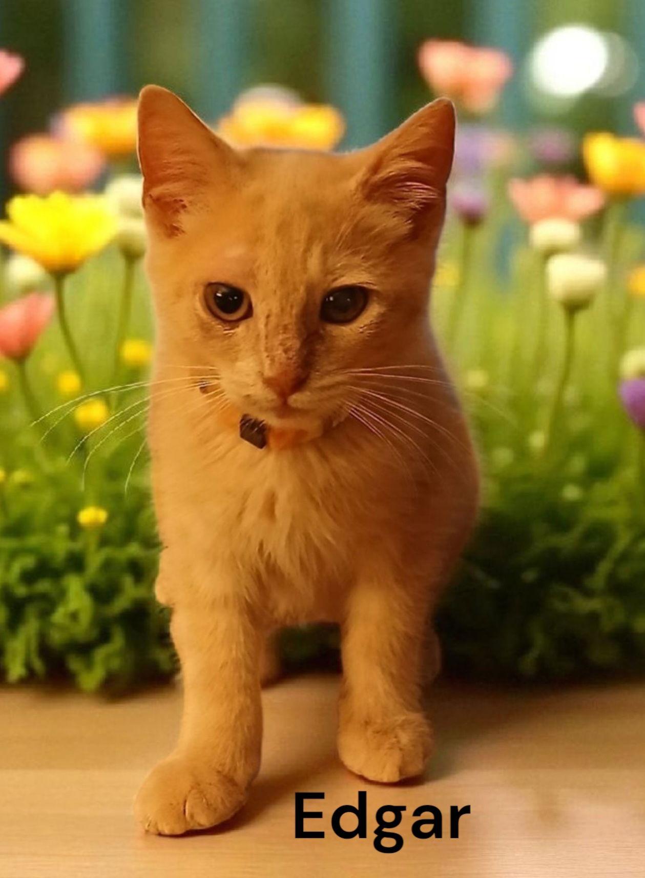 Enlarge Edgar, a Adoptable Domestic Short Hair in Chesapeake, VA image 1/3