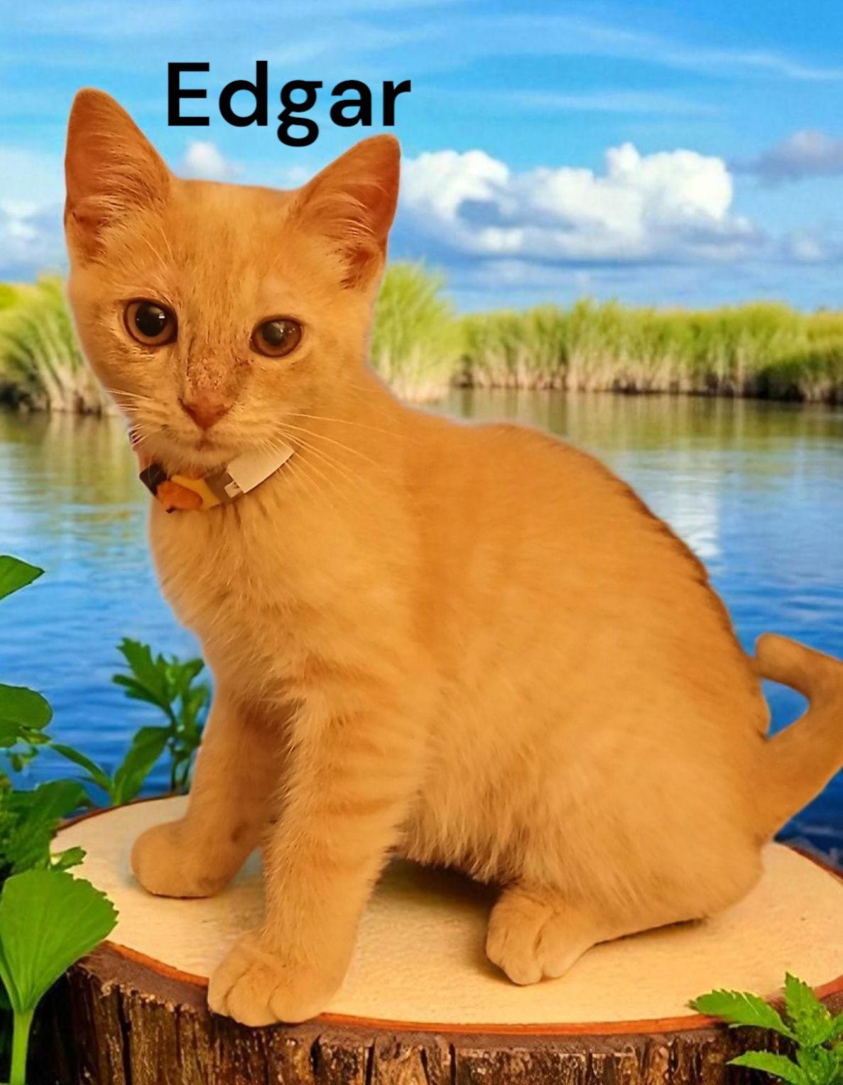 Enlarge Edgar, a Adoptable Domestic Short Hair in Chesapeake, VA image 2/3