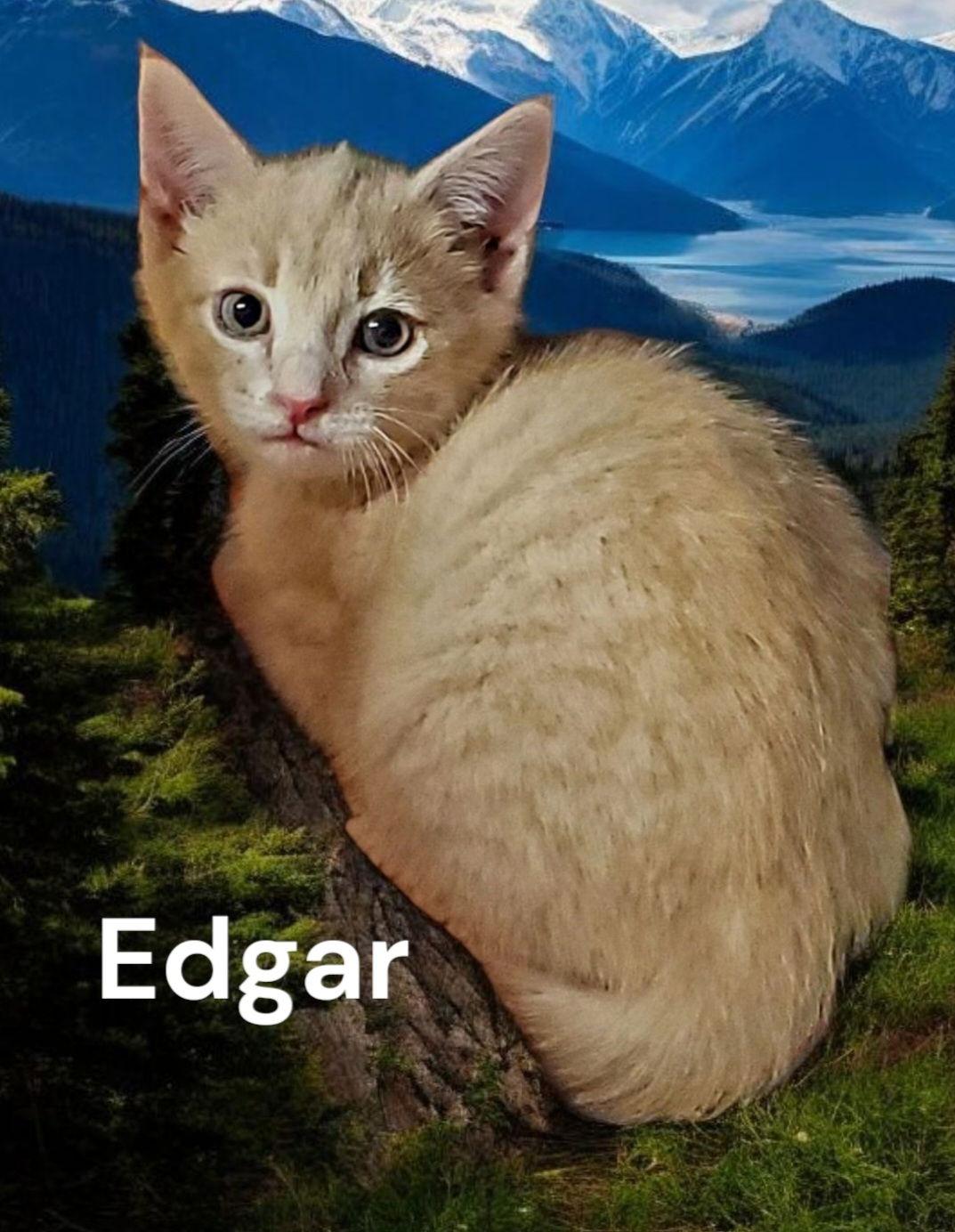 Enlarge Edgar, a Adoptable Domestic Short Hair in Chesapeake, VA image 3/3