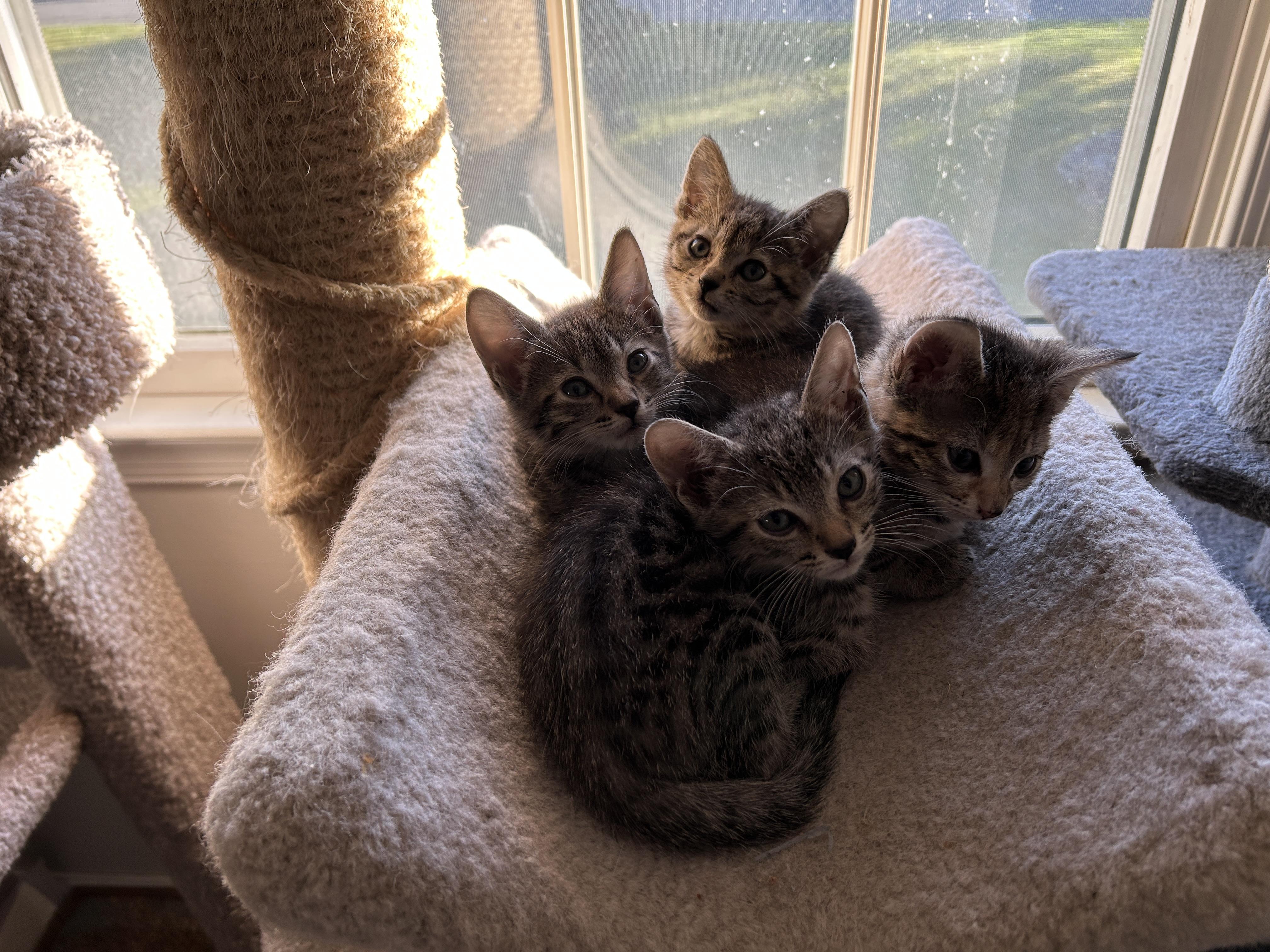 Pierogi, Adopted, Young Male Domestic Short Hair.