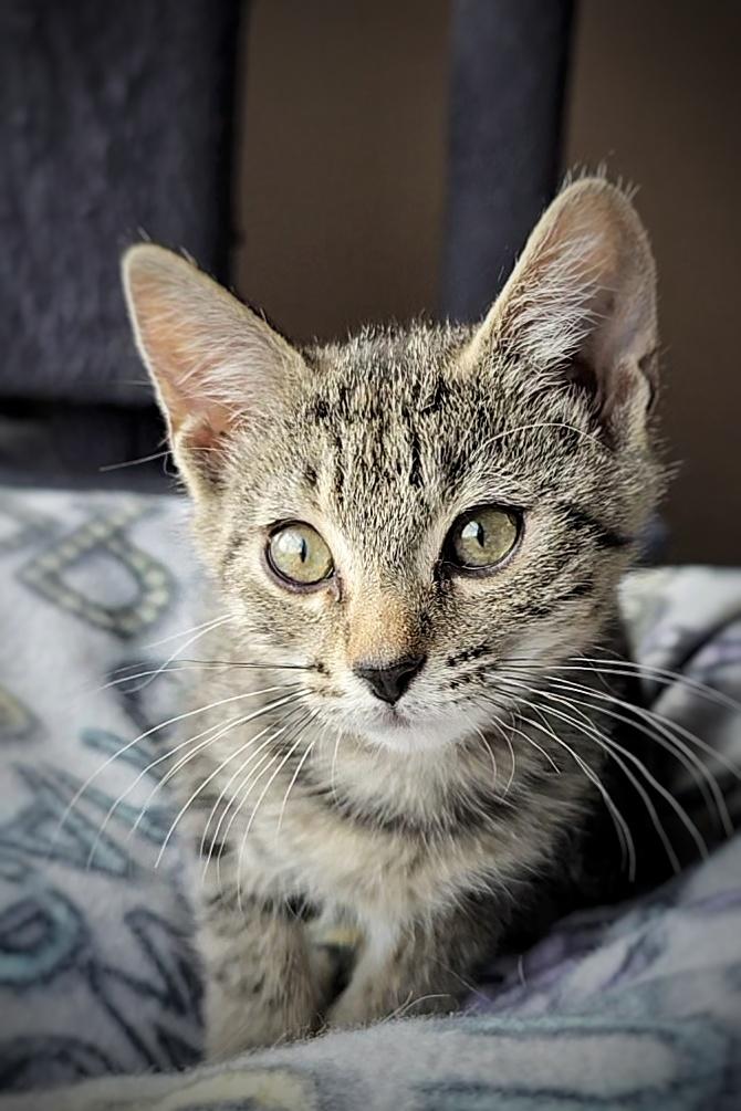 Enlarge Pierogi, a Adopted mixed breed in BREINIGSVILLE, PA image 2/5