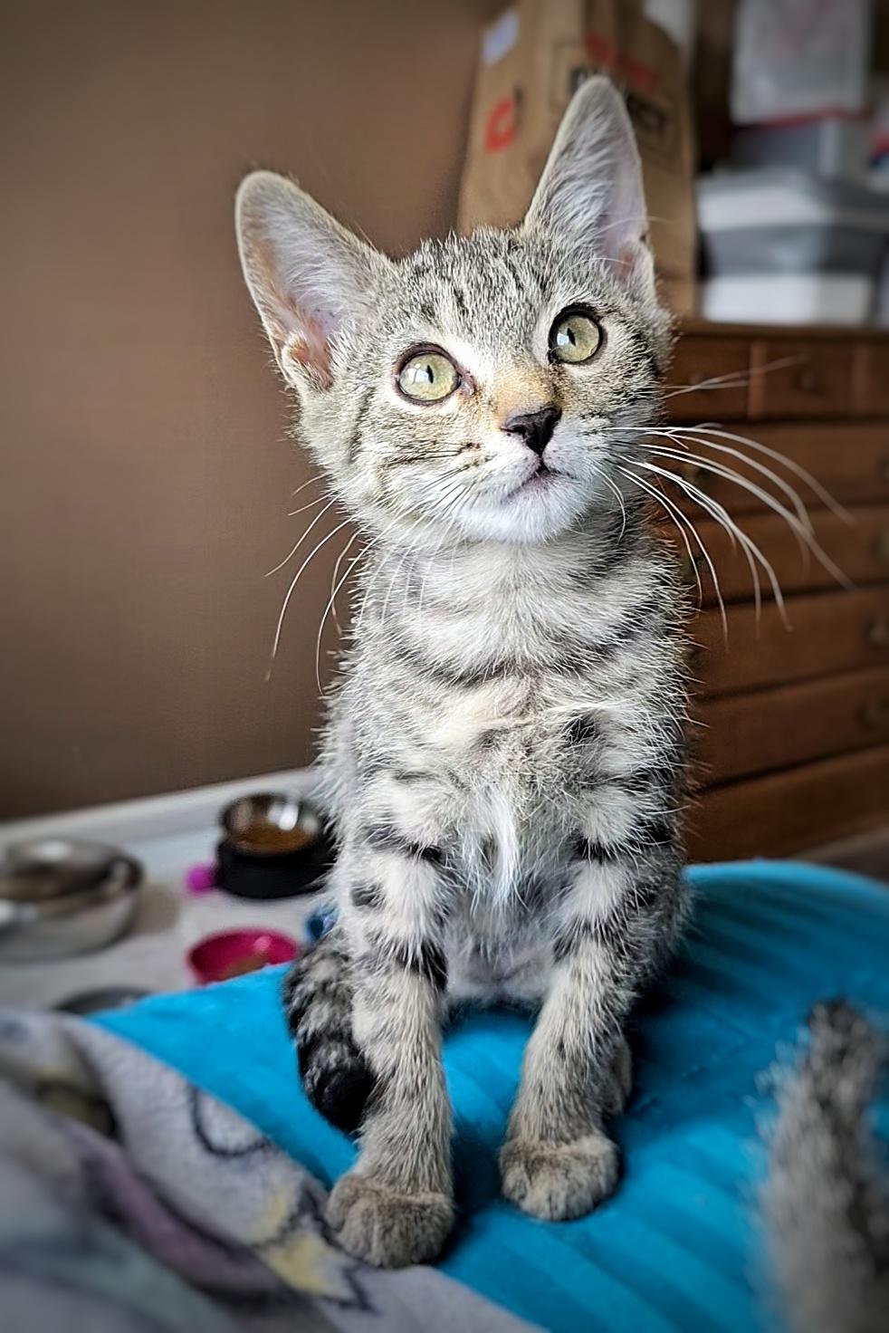 Enlarge Pierogi, a Adopted mixed breed in BREINIGSVILLE, PA image 3/5