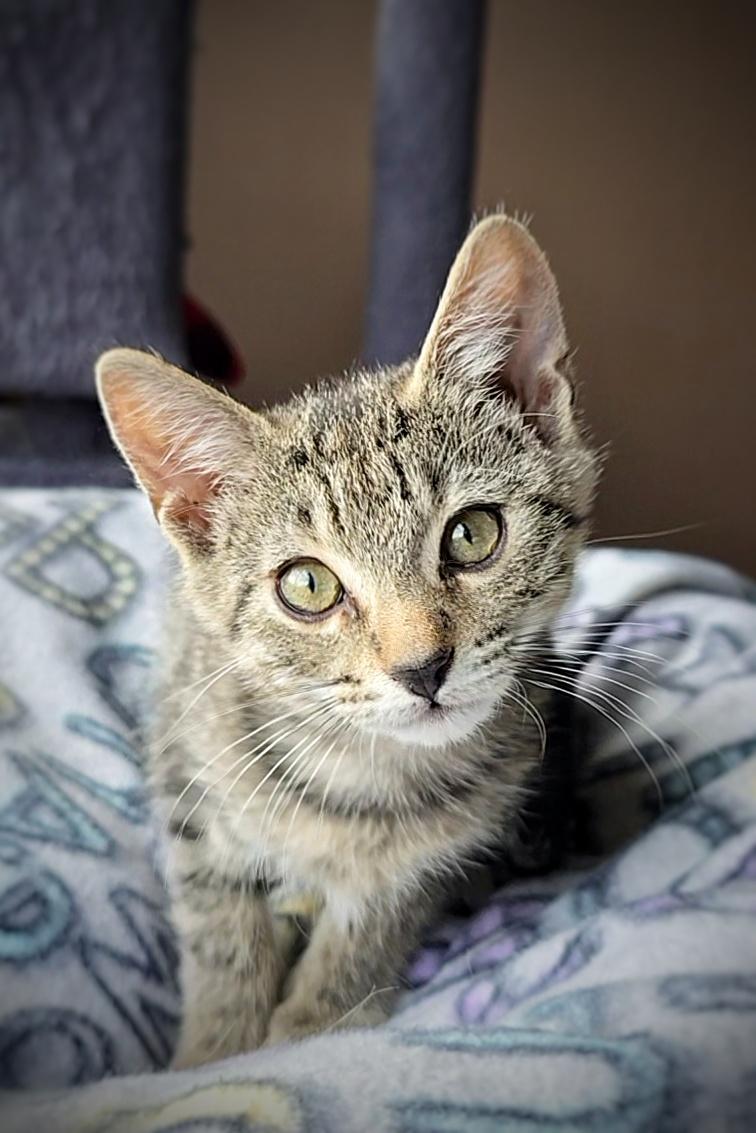 Enlarge Pierogi, a Adopted mixed breed in BREINIGSVILLE, PA image 4/5