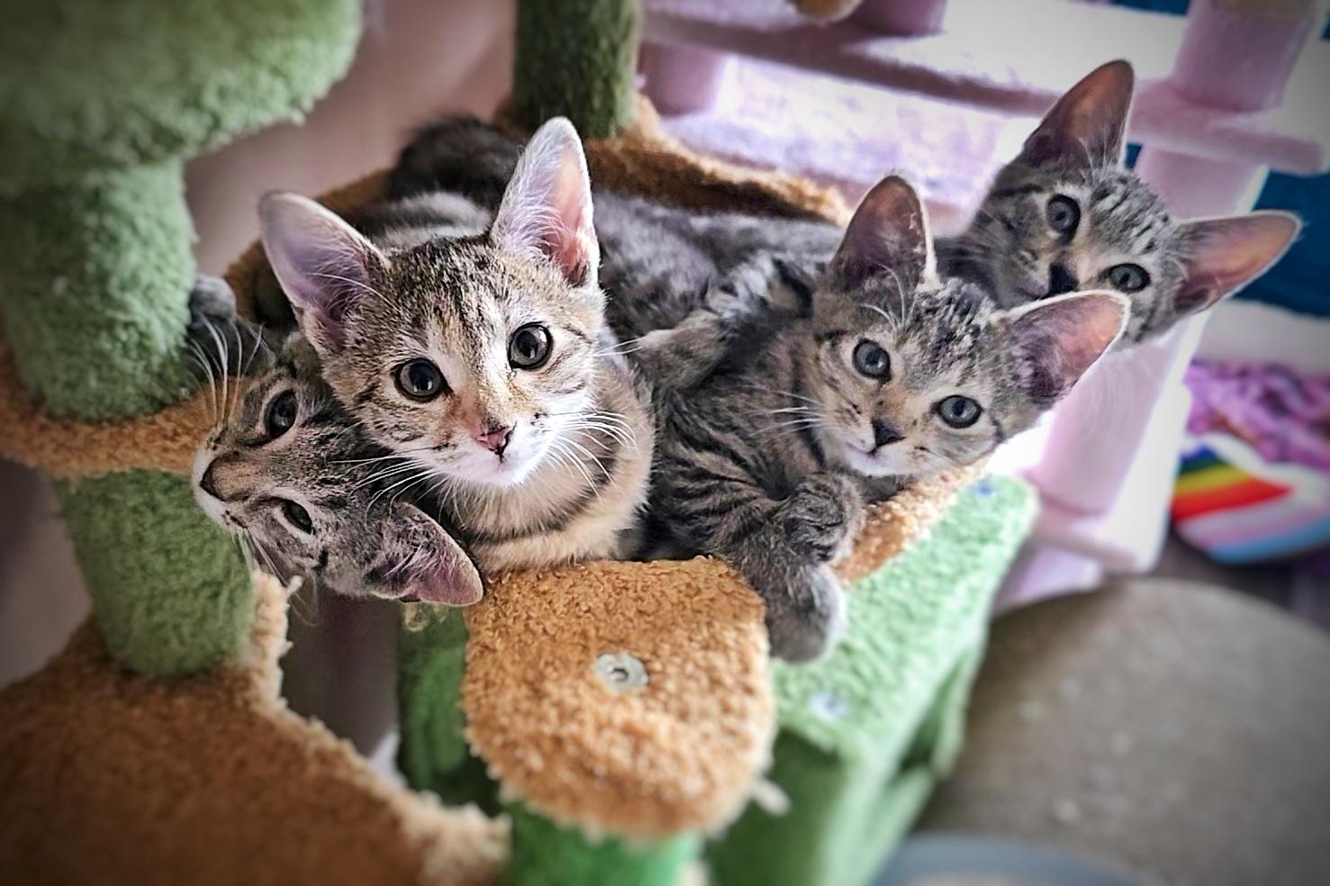 Enlarge Pierogi, a Adopted mixed breed in BREINIGSVILLE, PA image 5/5