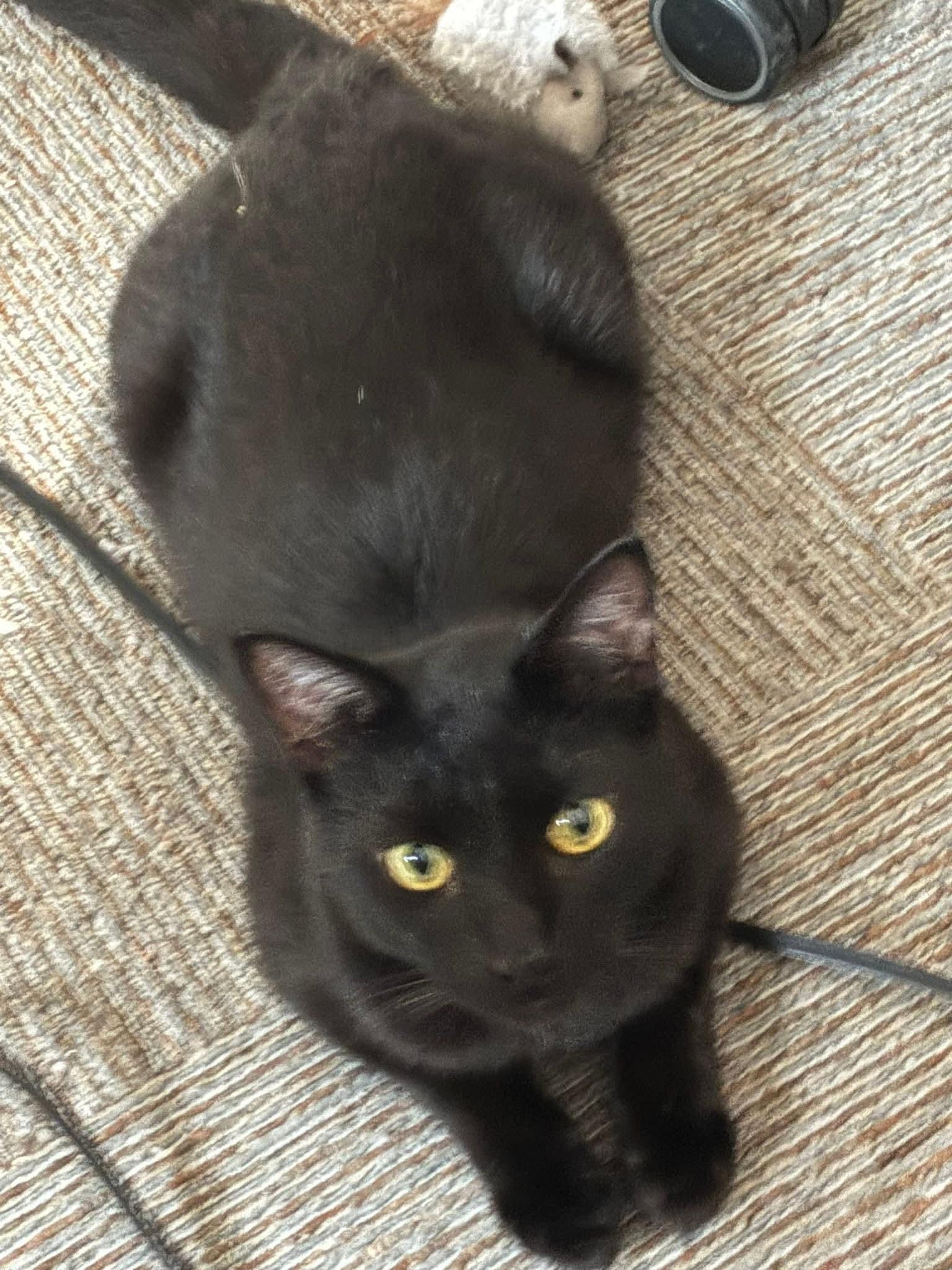 Slate, ADOPTABLE, Young Male Domestic Short Hair.