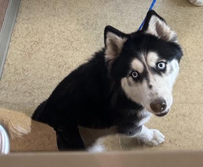 Lucy, Adoptable, Adult Female Siberian Husky & Mixed Breed.