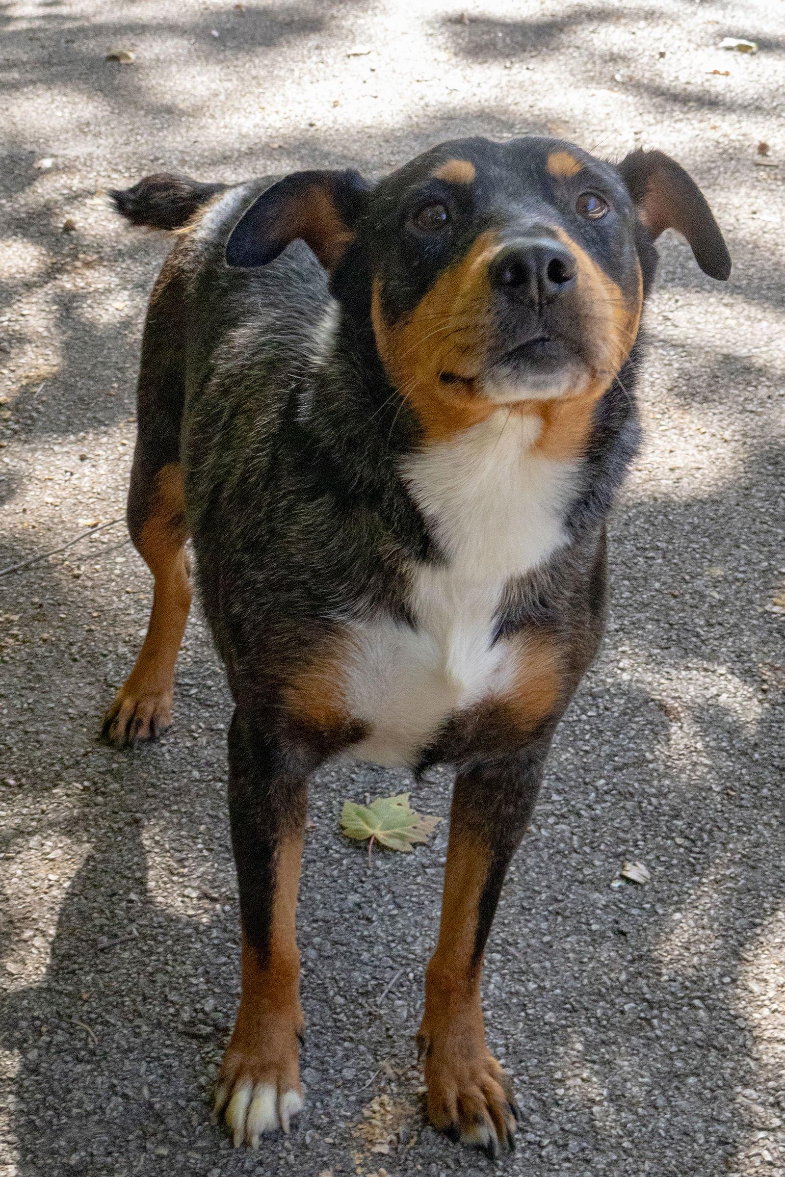 Enlarge Madonna, a Adoptable Cattle Dog in Frenchburg, KY image 1/3