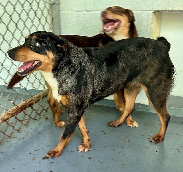 Enlarge Madonna, a Adoptable Cattle Dog in Frenchburg, KY image 2/3