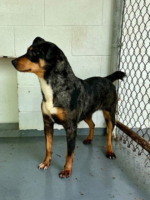 Enlarge Madonna, a Adoptable Cattle Dog in Frenchburg, KY image 3/3
