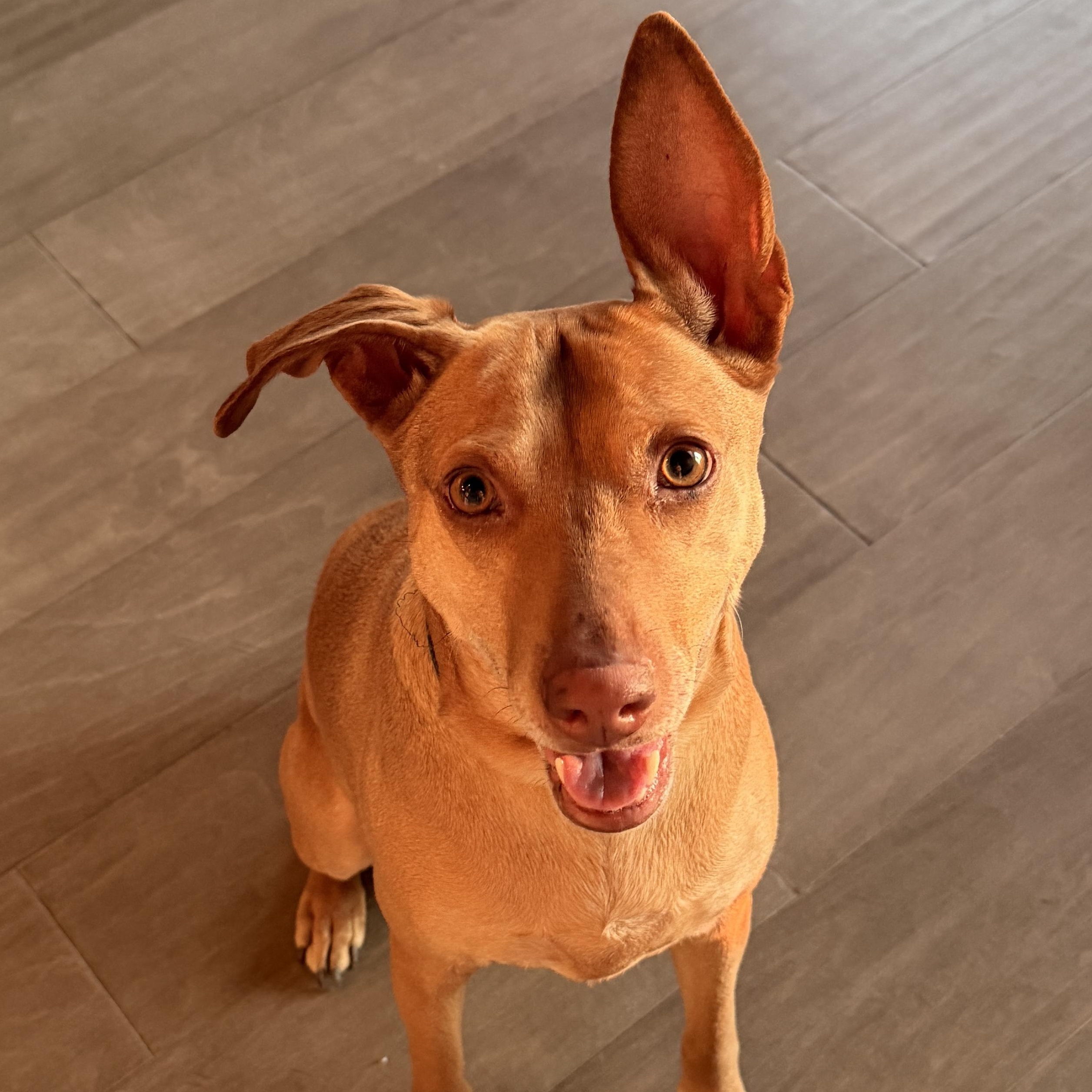 Justine, a Adoptable mixed breed in Oakville, ON image 1/5