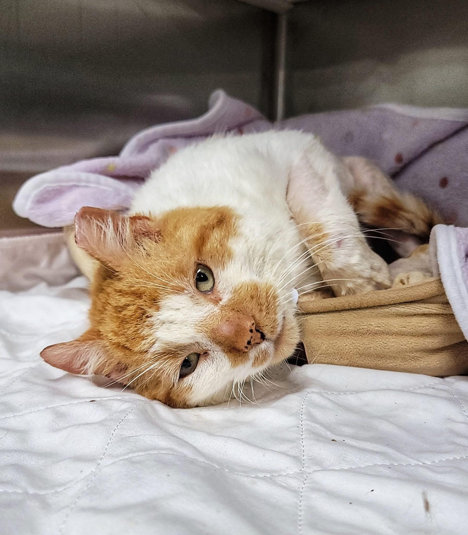 SPARGLE (aka Spargalicious!), a Adoptable Domestic Short Hair in Grand Rapids, MI image 5/6