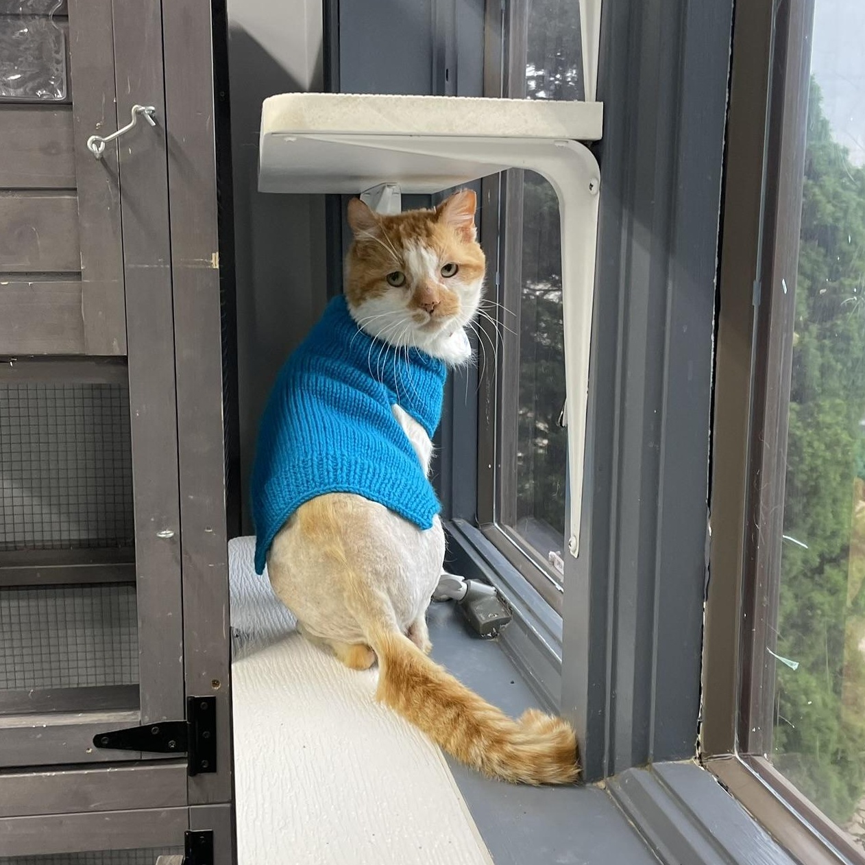 SPARGLE (aka Spargalicious!), a Adoptable Domestic Short Hair in Grand Rapids, MI image 1/6