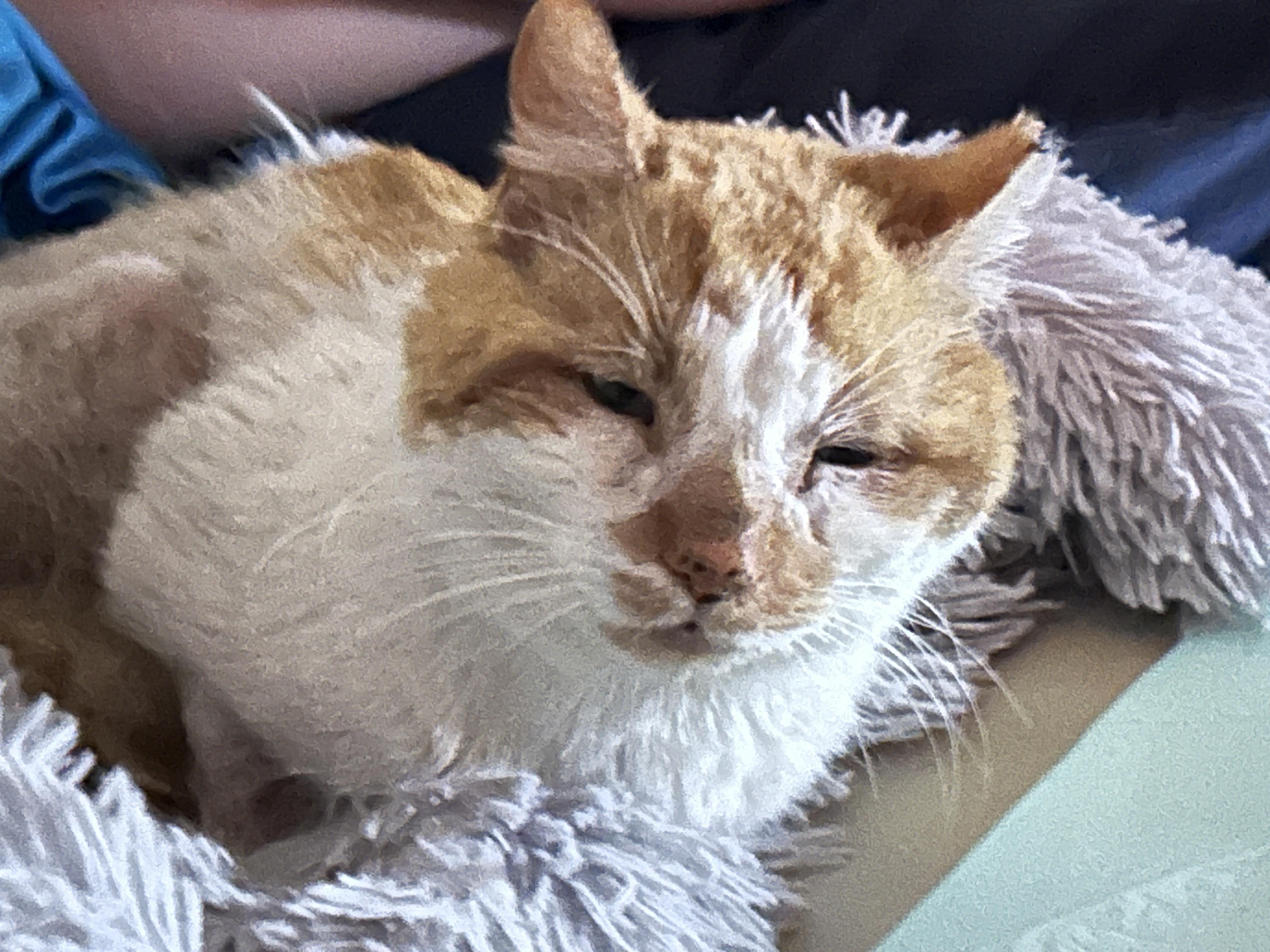 SPARGLE (aka Spargalicious!), a Adoptable Domestic Short Hair in Grand Rapids, MI image 3/6