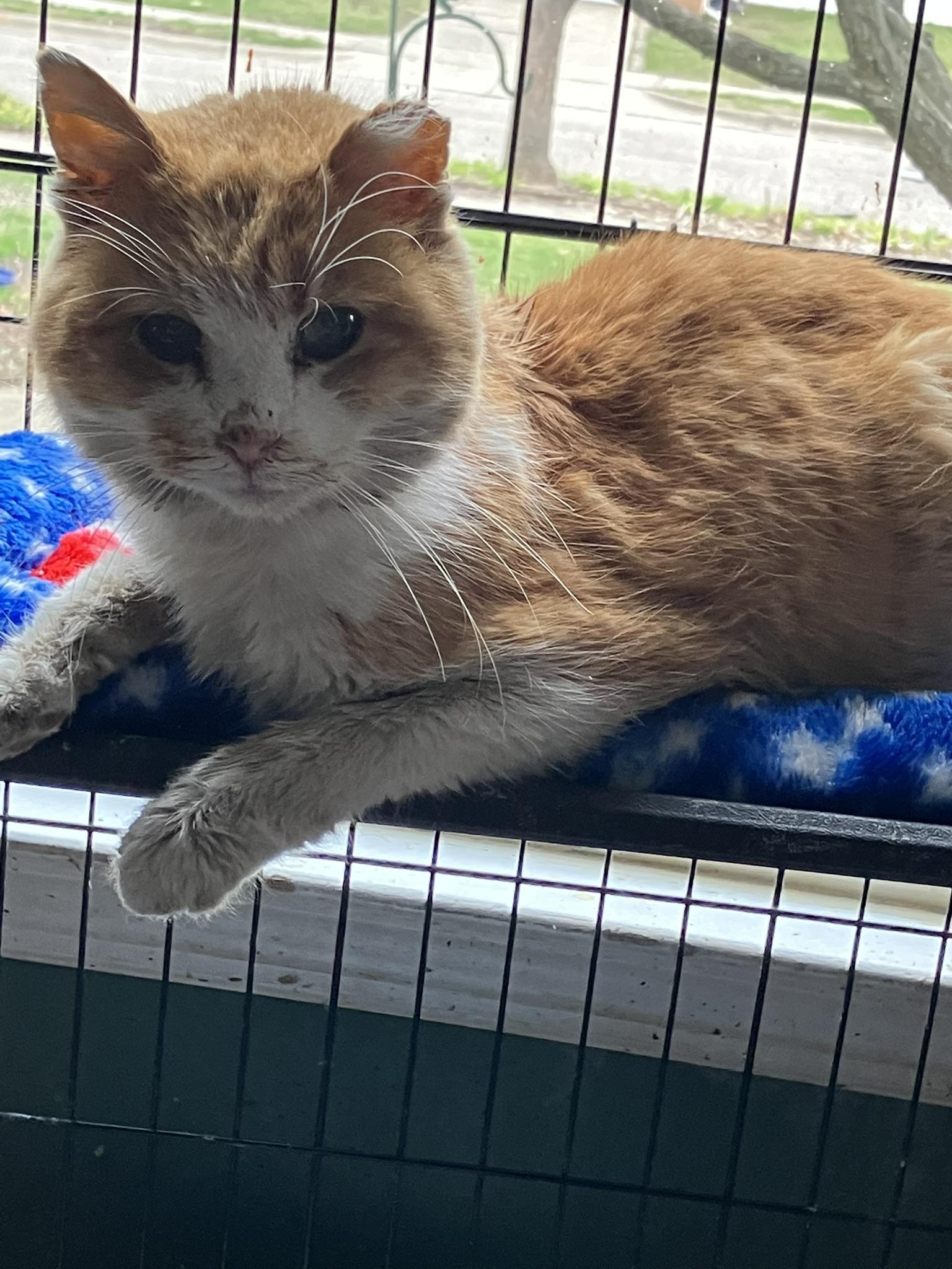 SPARGLE (aka Spargalicious!), a Adoptable Domestic Short Hair in Grand Rapids, MI image 6/6