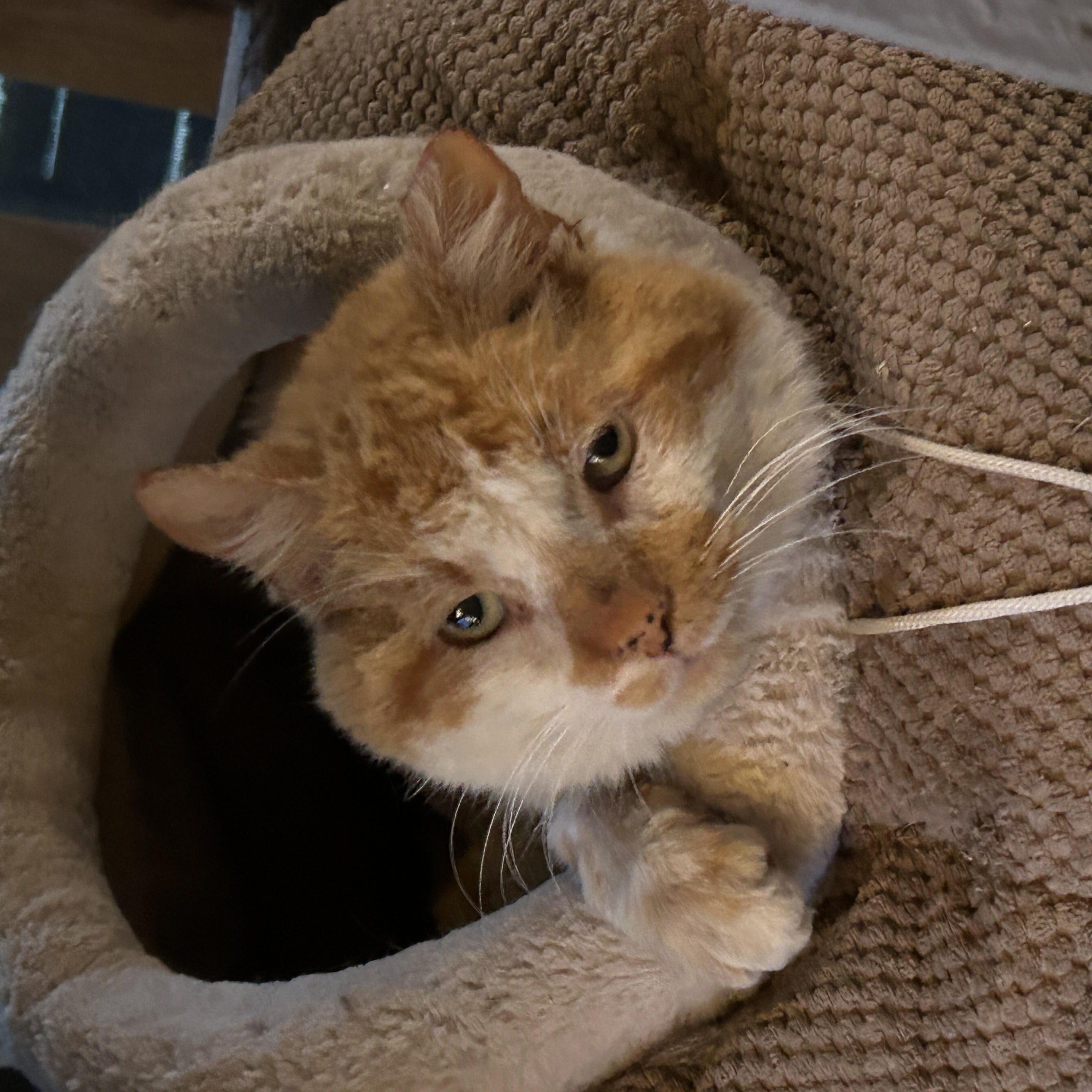 SPARGLE (aka Spargalicious!), a Adoptable Domestic Short Hair in Grand Rapids, MI image 4/6