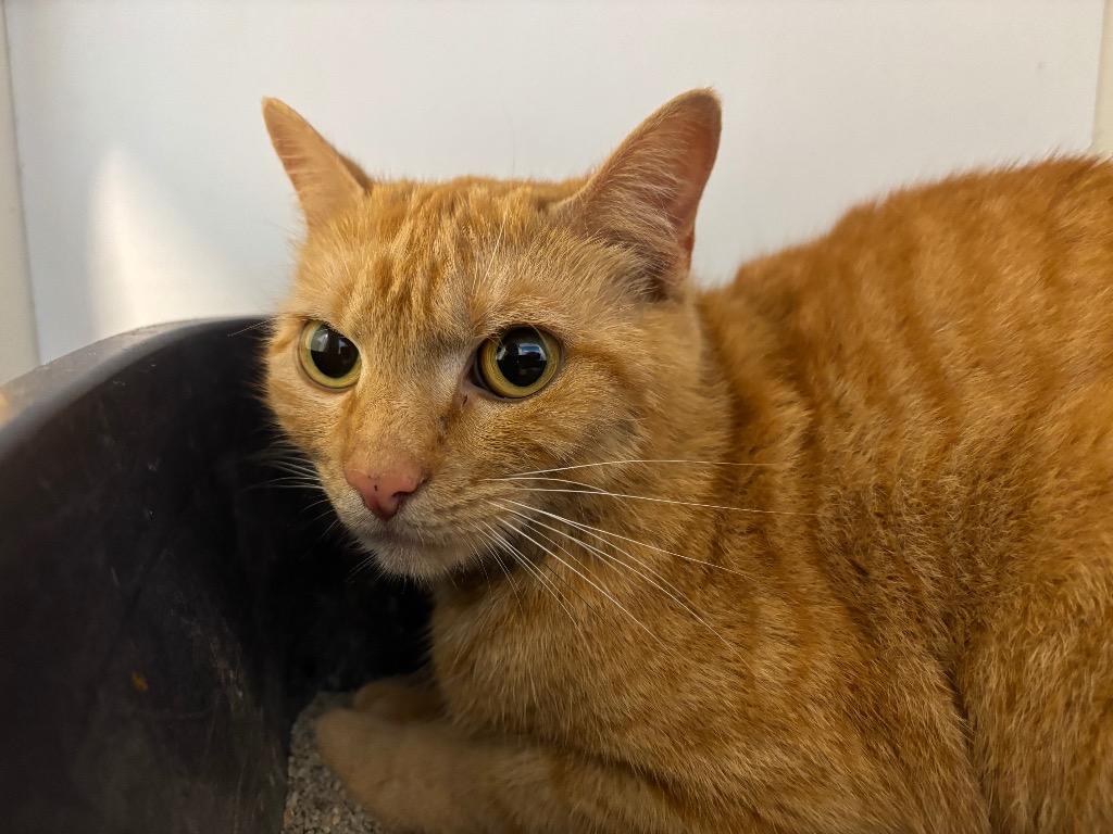 Ginger, Adoptable, Young Female Domestic Short Hair.